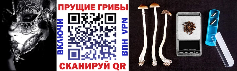 Купить где  Мышкин  Псилоцибиновые грибы мицелий 